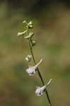 Carolina larkspur